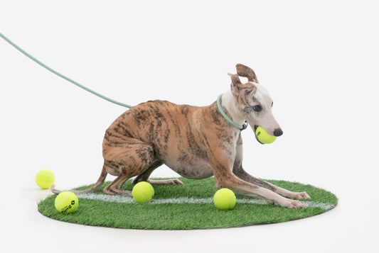 How to Use a Dog Slip Lead for Training: Pros, Cons & Tips