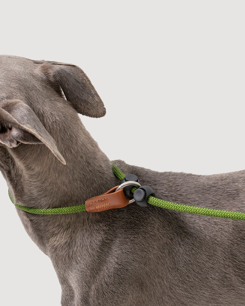 Close-up of the moss green dog slip lead, highlighting how the leash fits securely around the dog's neck.