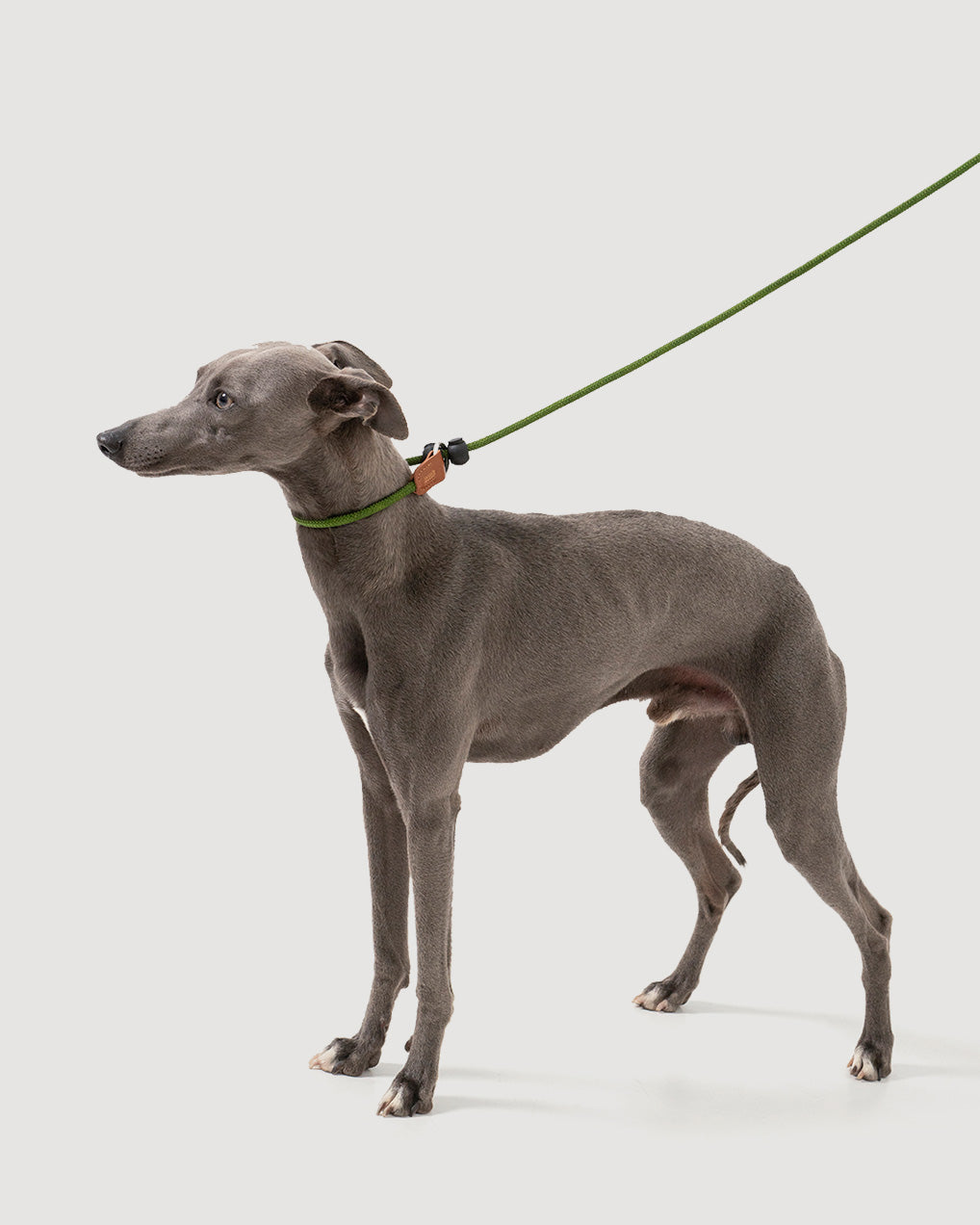 Close-up of the moss green dog slip lead, highlighting how the rope fits around the dog's neck.