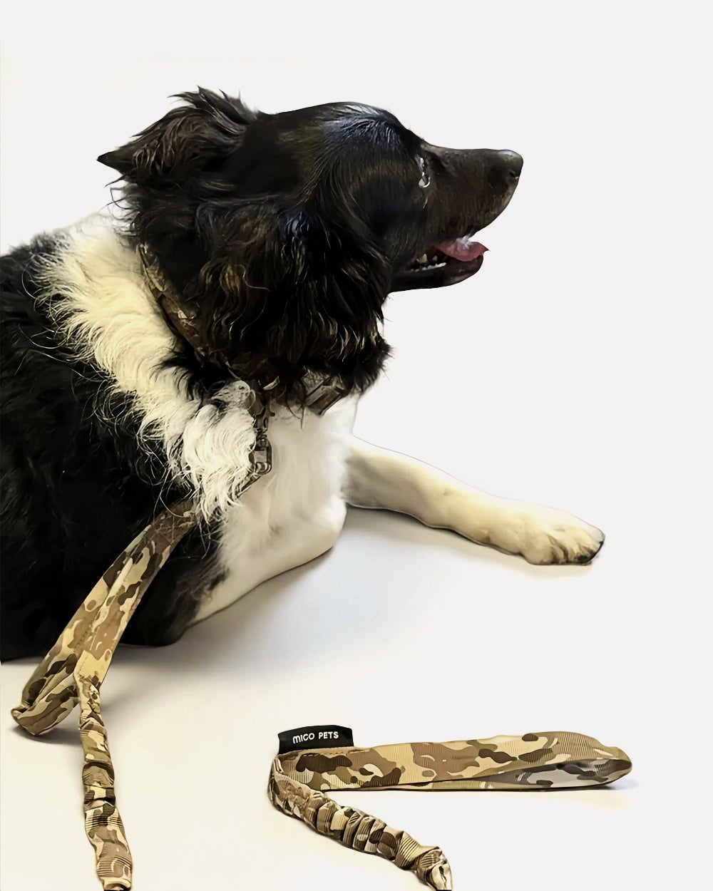 Dog wearing tactical no-pull leash in camouflage pattern.