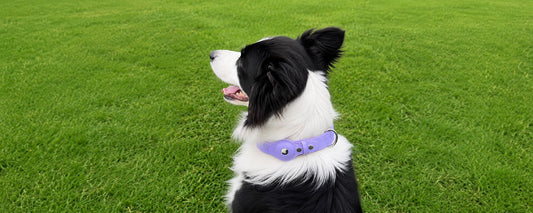 Waterproof AirTag dog collar designed in Australia