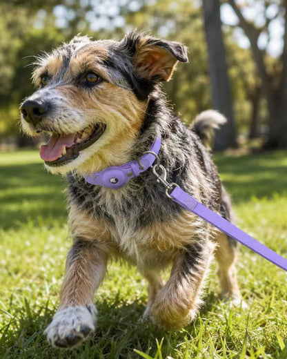 Small dog wearing a soft purple waterproof AirTag dog collar and matching leash in a park