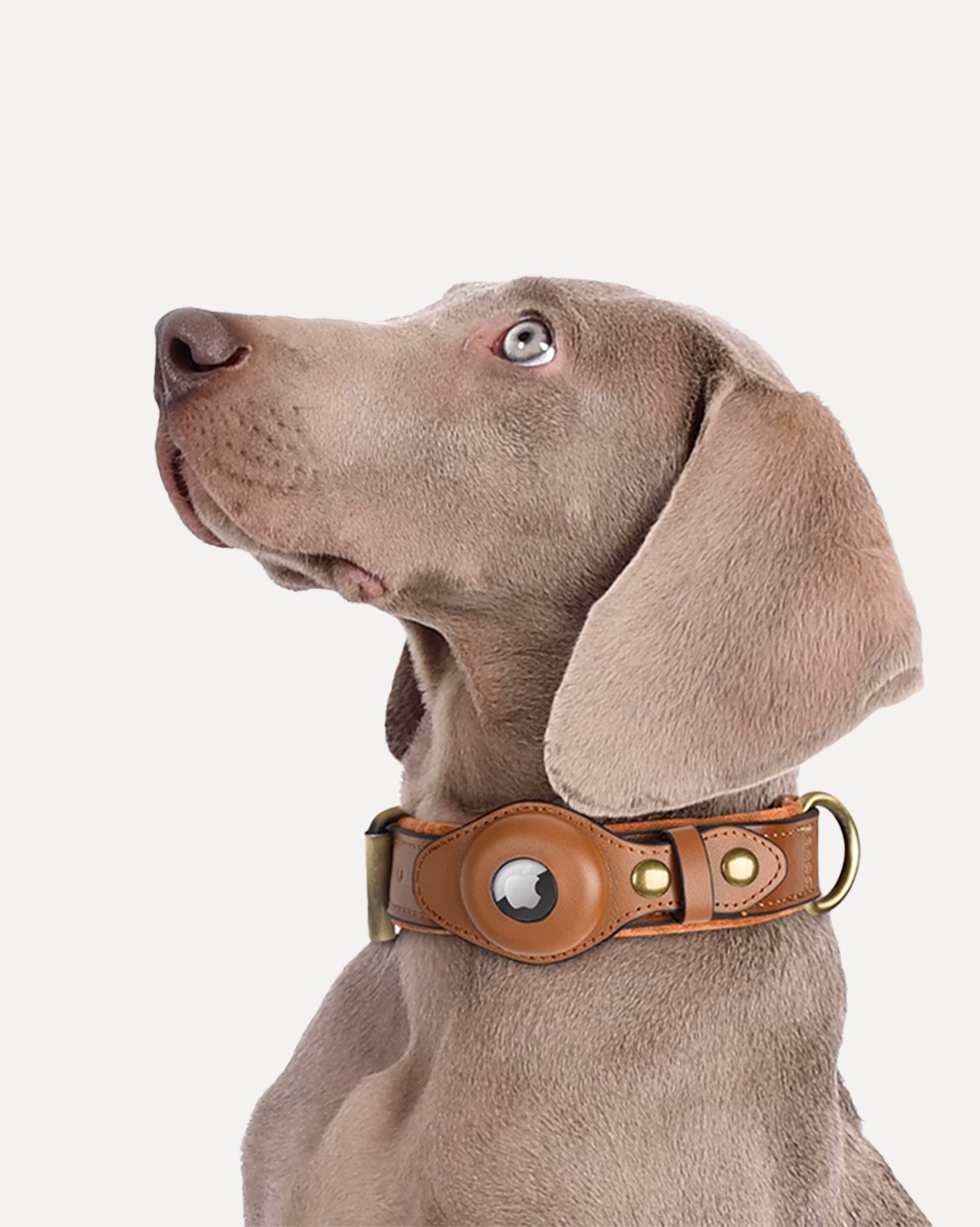 Weimaraner dog wearing a brown leather AirTag collar.