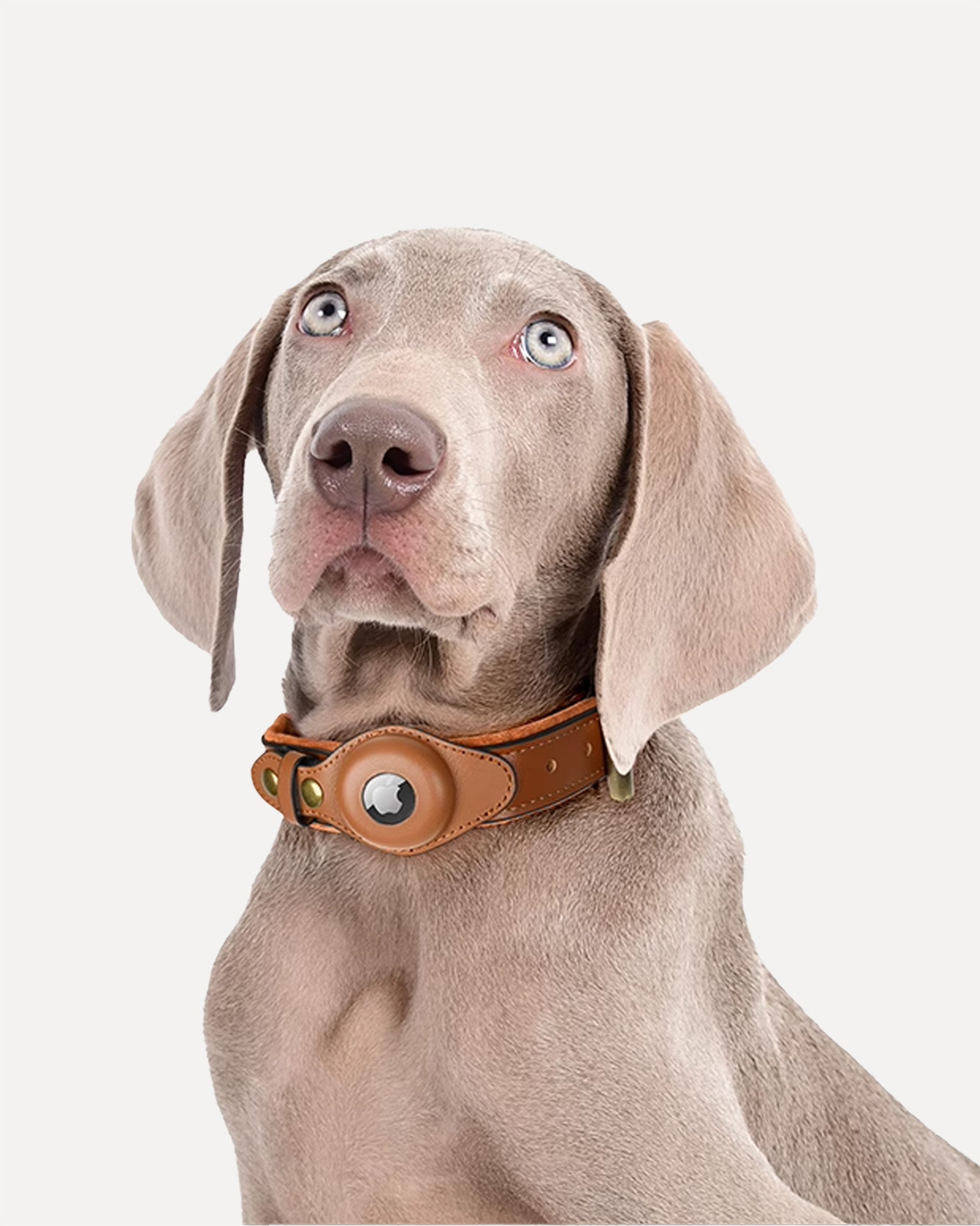 Weimaraner dog wearing a brown leather AirTag collar.