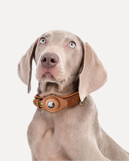 Weimaraner dog wearing a brown leather AirTag collar.