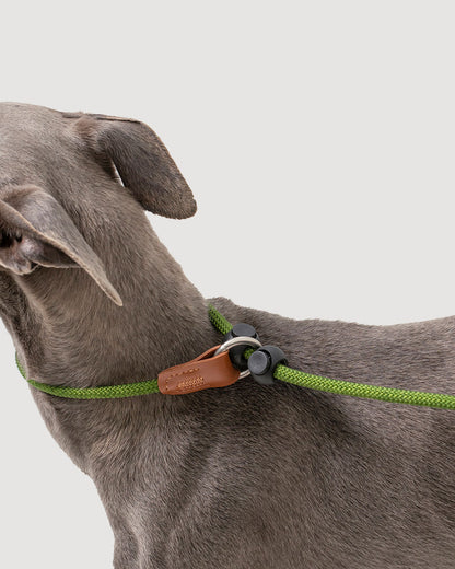 Close-up of the moss green dog slip lead, highlighting how the leash fits securely around the dog's neck.