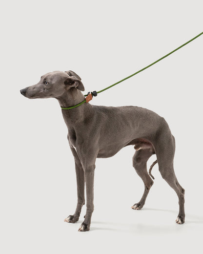 Close-up of the moss green dog slip lead, highlighting how the rope fits around the dog's neck.