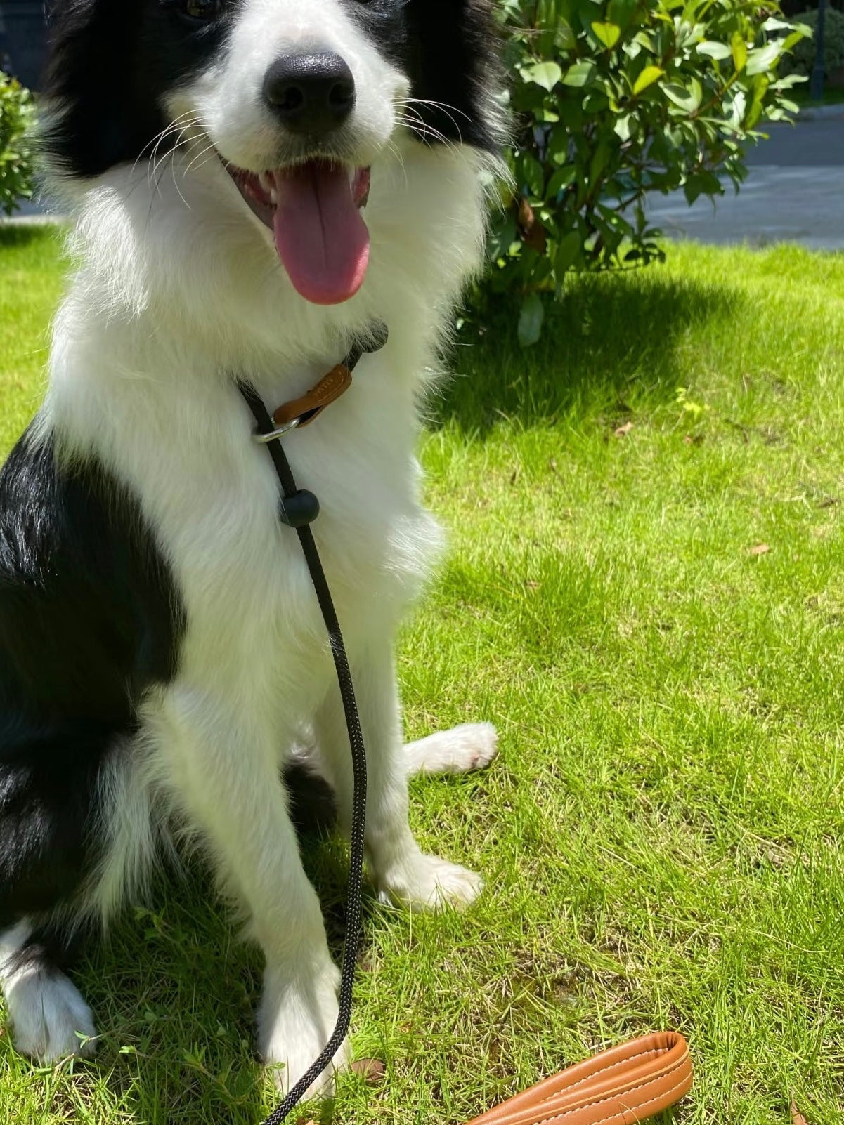 Black dog slip lead training leash for dog walking and obedience training outdoors.