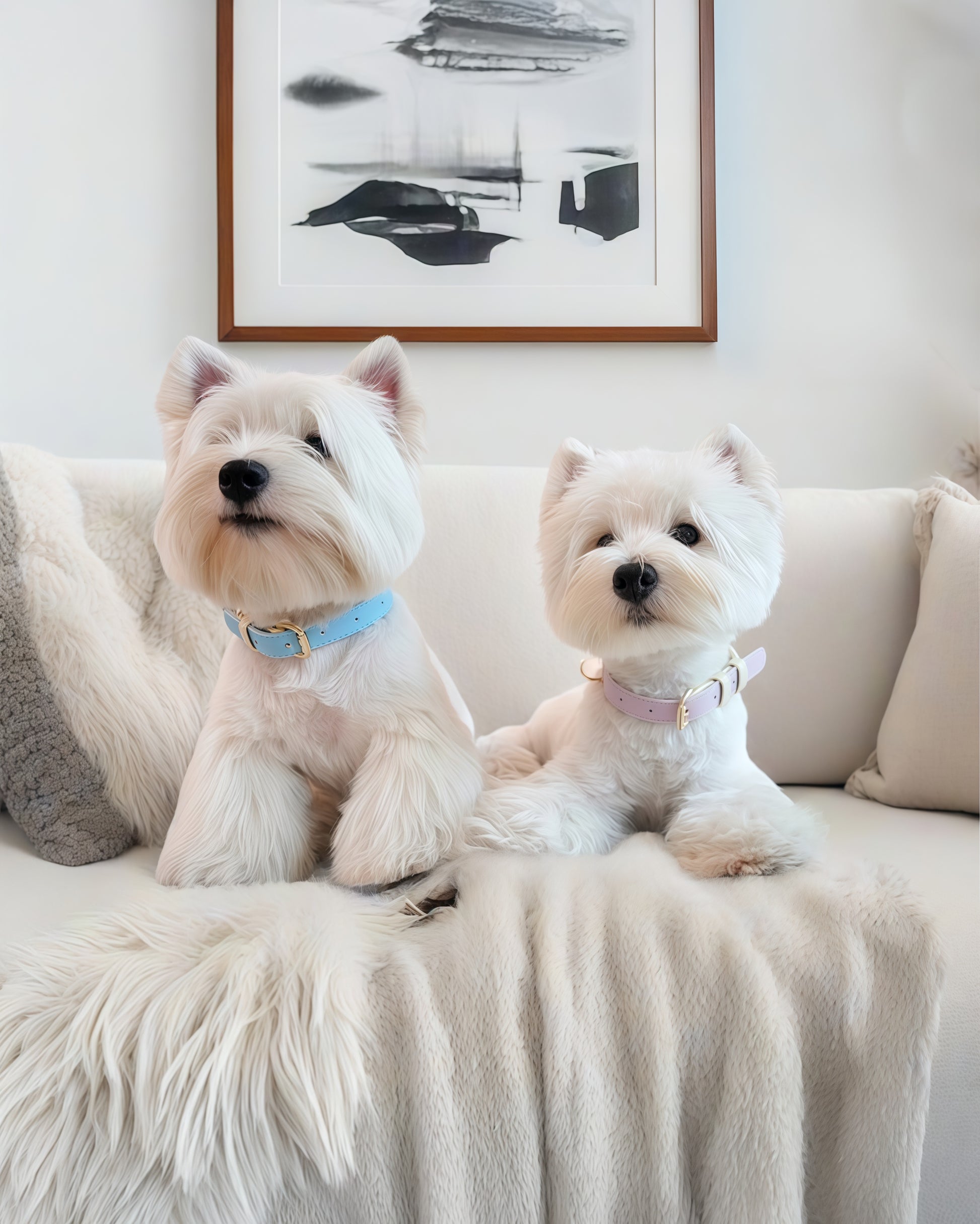 Two white terrier dogs sitting on a cream-colored sofa, each wearing a two-tone genuine leather collar—one in pastel blue, the other in pink.