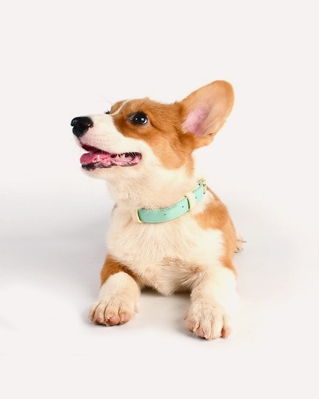 A dog wearing a blue two-tone genuine leather collar with gold hardware.