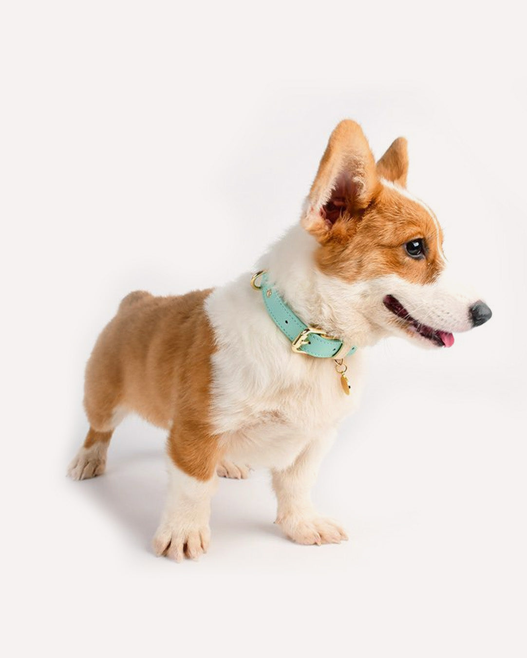 A dog wearing a blue two-tone genuine leather collar with gold hardware.