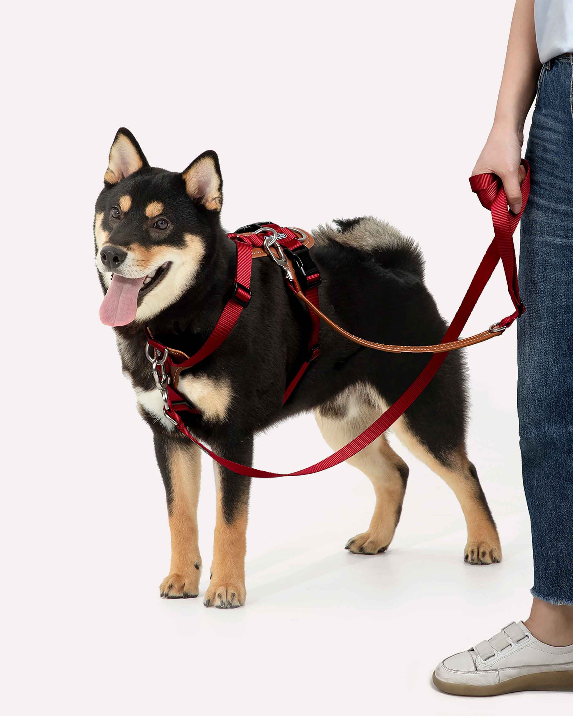 A dog wearing the crimson-red hands-free crossbody leash during a walk, with dual attachments to distribute force and reduce neck pressure.
