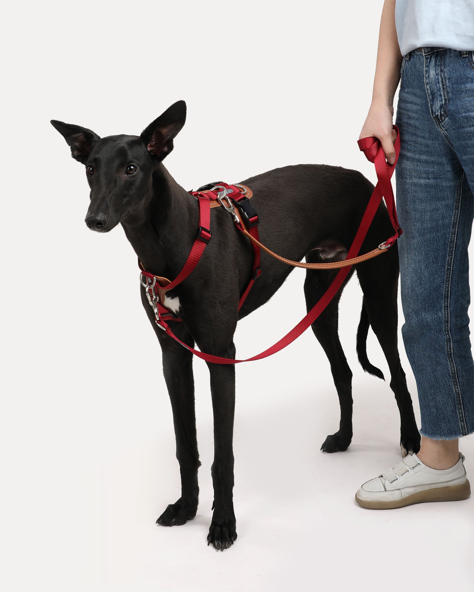 A dog wearing the crimson red hands-free crossbody dog leash during a walk.