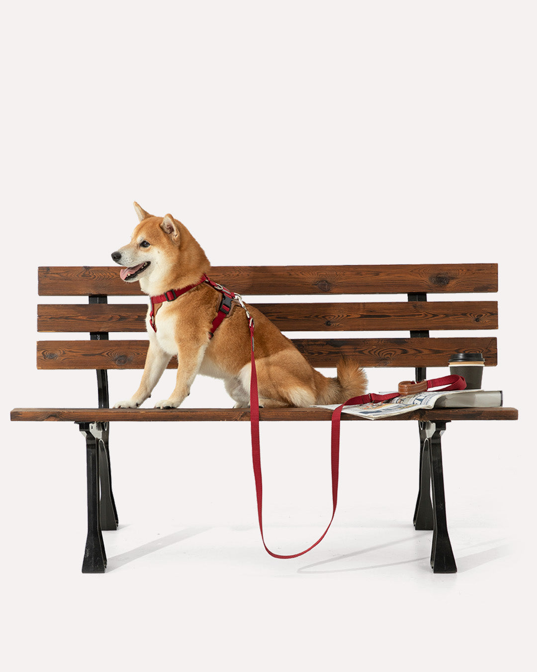 A Shiba Inu wearing the crimson red hands-free crossbody dog leash, comfortably seated on a bench.