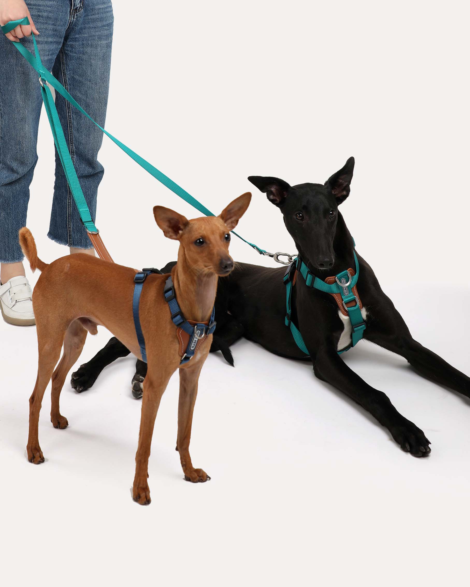 Two dogs wearing the jade-green hands-free crossbody dog leash, designed with dual ends for walking both dogs simultaneously.