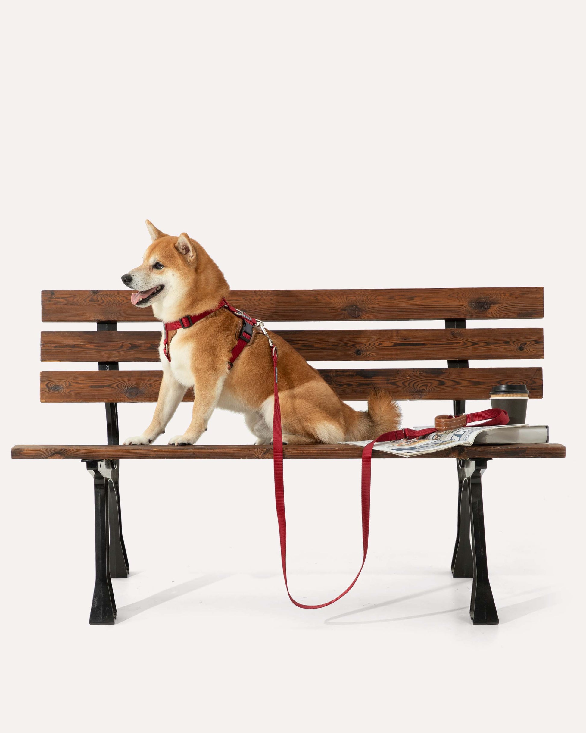A dog wearing the crimson red hands-free dog walking kit with step-in harness, sitting on a bench.