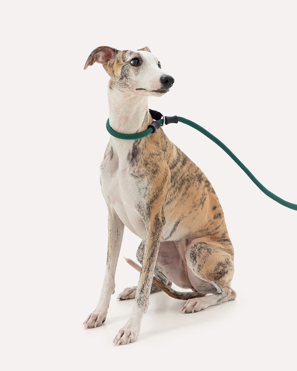 Close-up of the dark green heavy duty dog slip lead, highlighting how it fits on the dog's neck.