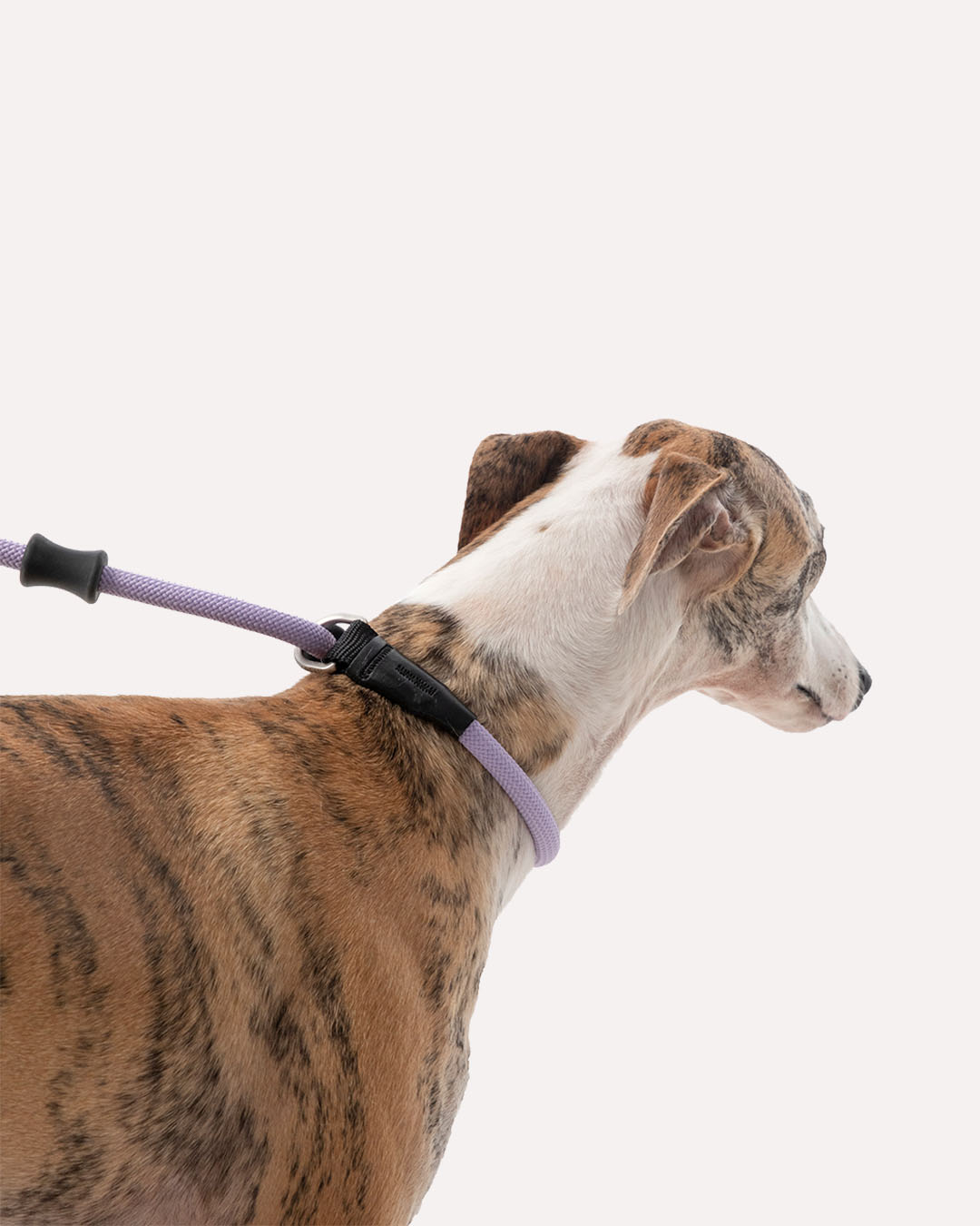 Close-up of the violet purple heavy duty dog slip lead, highlighting how it fits around the dog's neck.