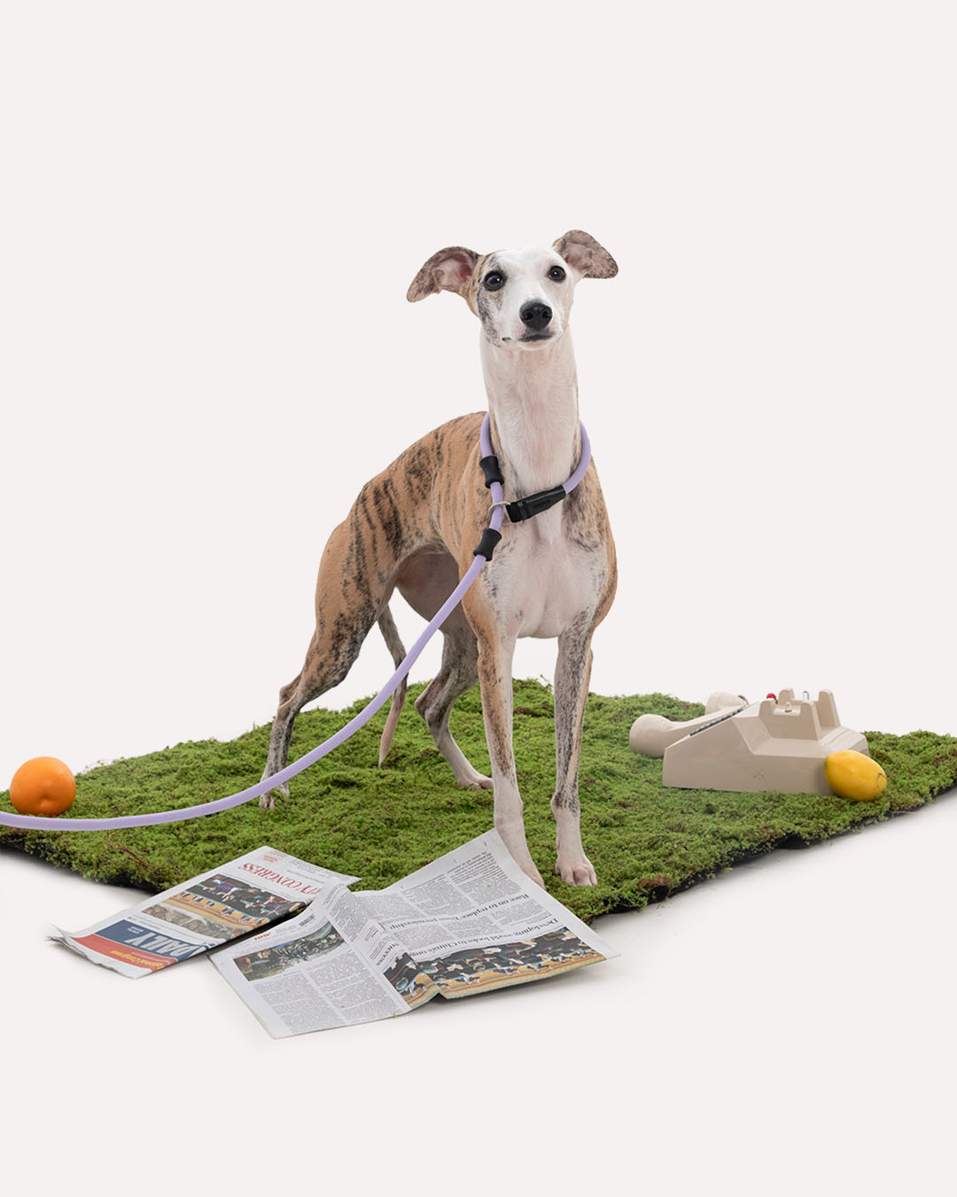 A dog wearing heavy duty dog slip lead in violet purple during a walk.