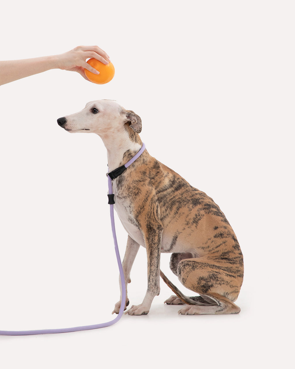 A dog wearing  heavy duty dog slip lead in violet purple during a walk.