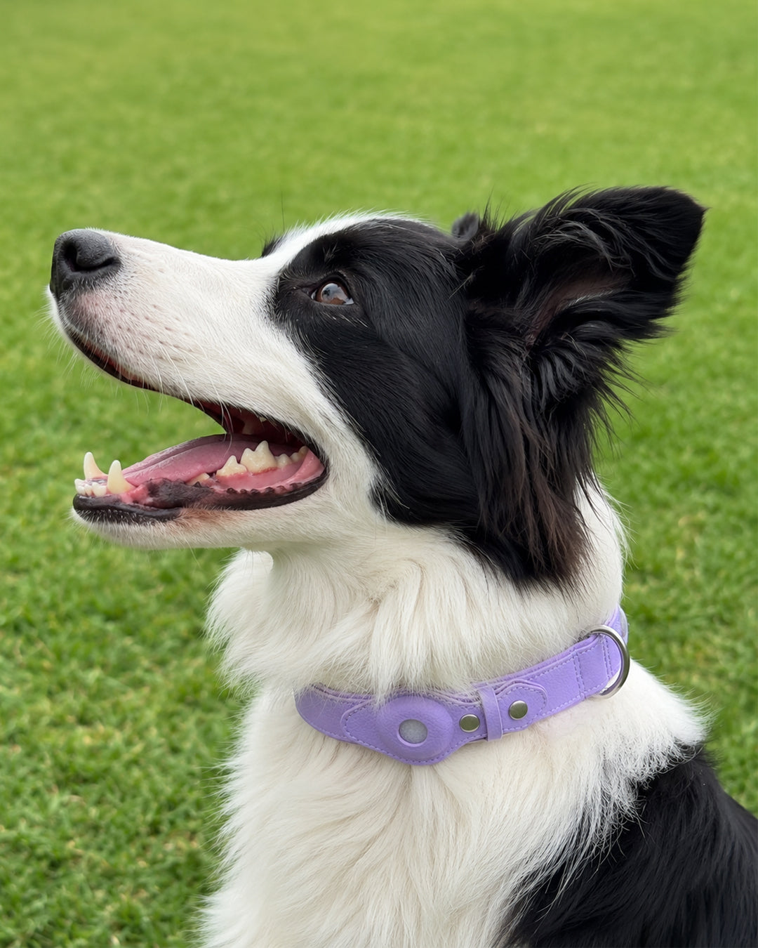 Purple waterproof AirTag dog collar with built-in AirTag holder worn by a dog outdoors.