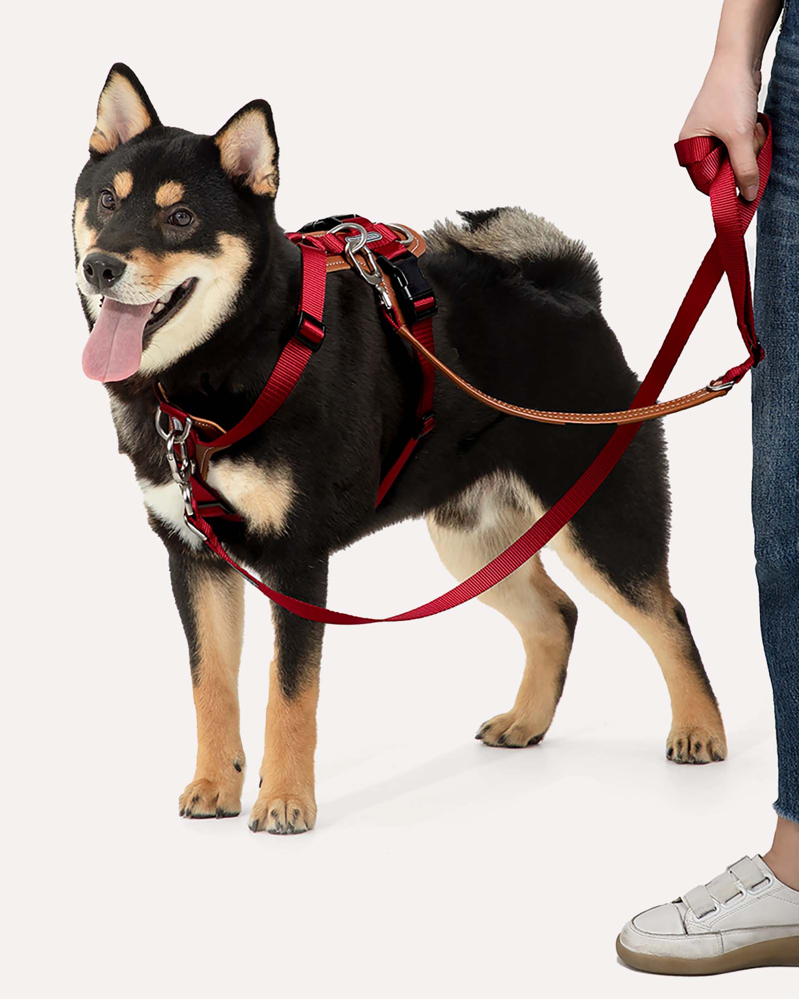 A dog wearing the crimson red step-in adjustable dog harness during a walk, with dual attachments to distribute force and reduce neck pressure.