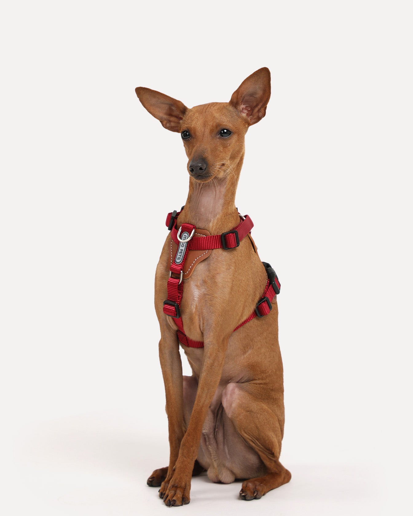 A dog wearing the crimson-red step-in adjustable dog harness, sitting on the ground.