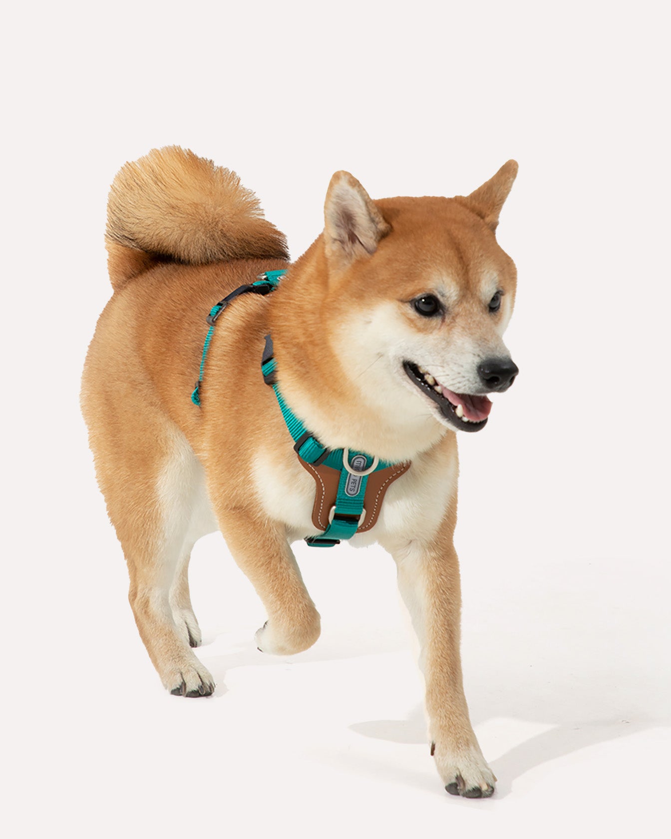 A dog wearing the jade green step-in adjustable dog harness during a walk.