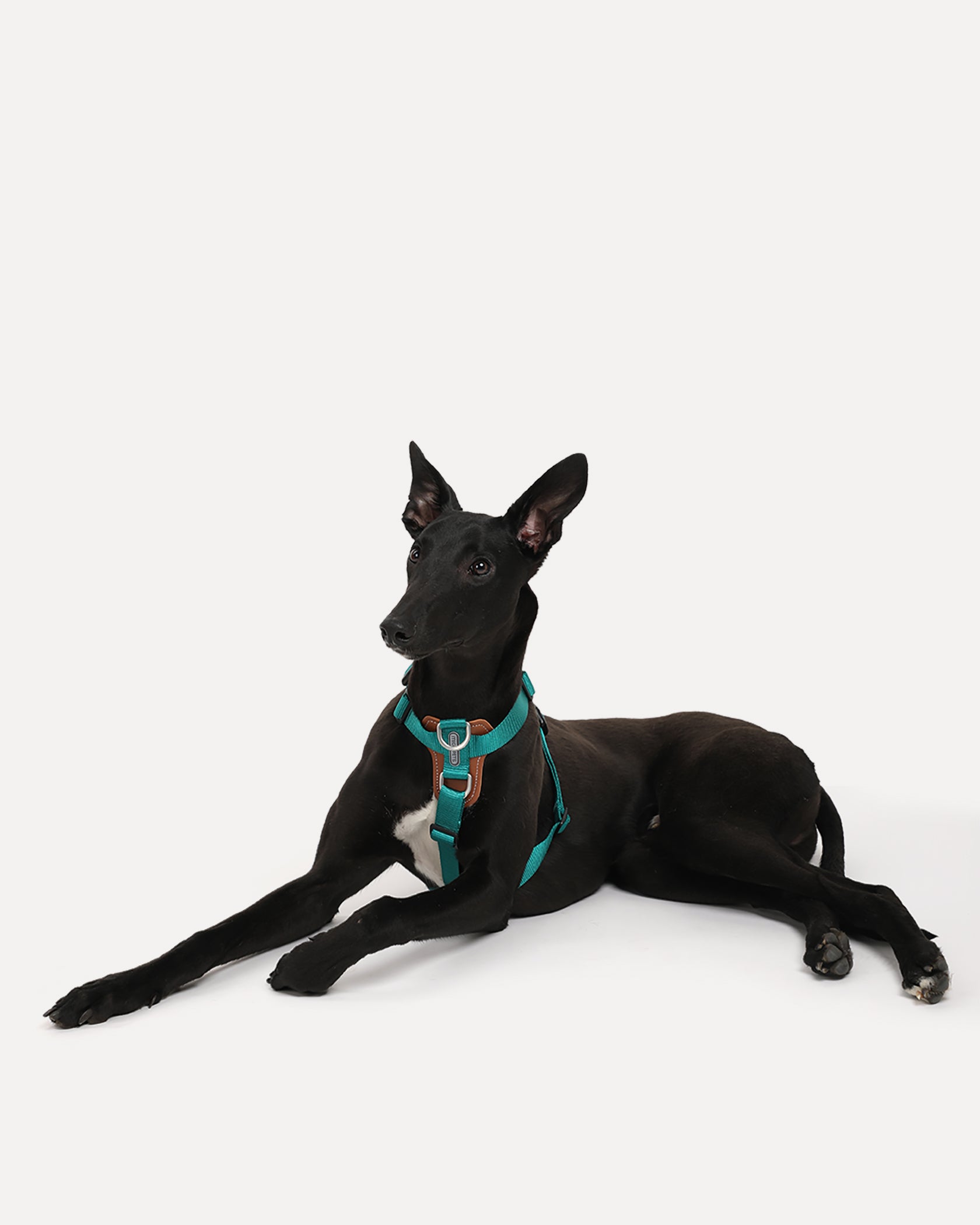 A dog wearing the jade green step-in adjustable dog harness, lying on the ground.