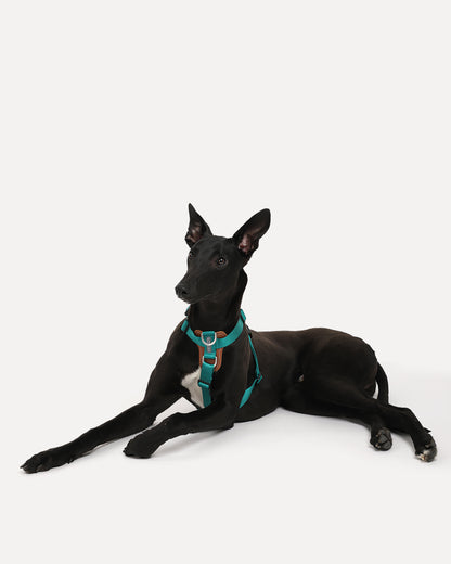 A dog wearing the jade green step-in adjustable dog harness, lying on the ground.