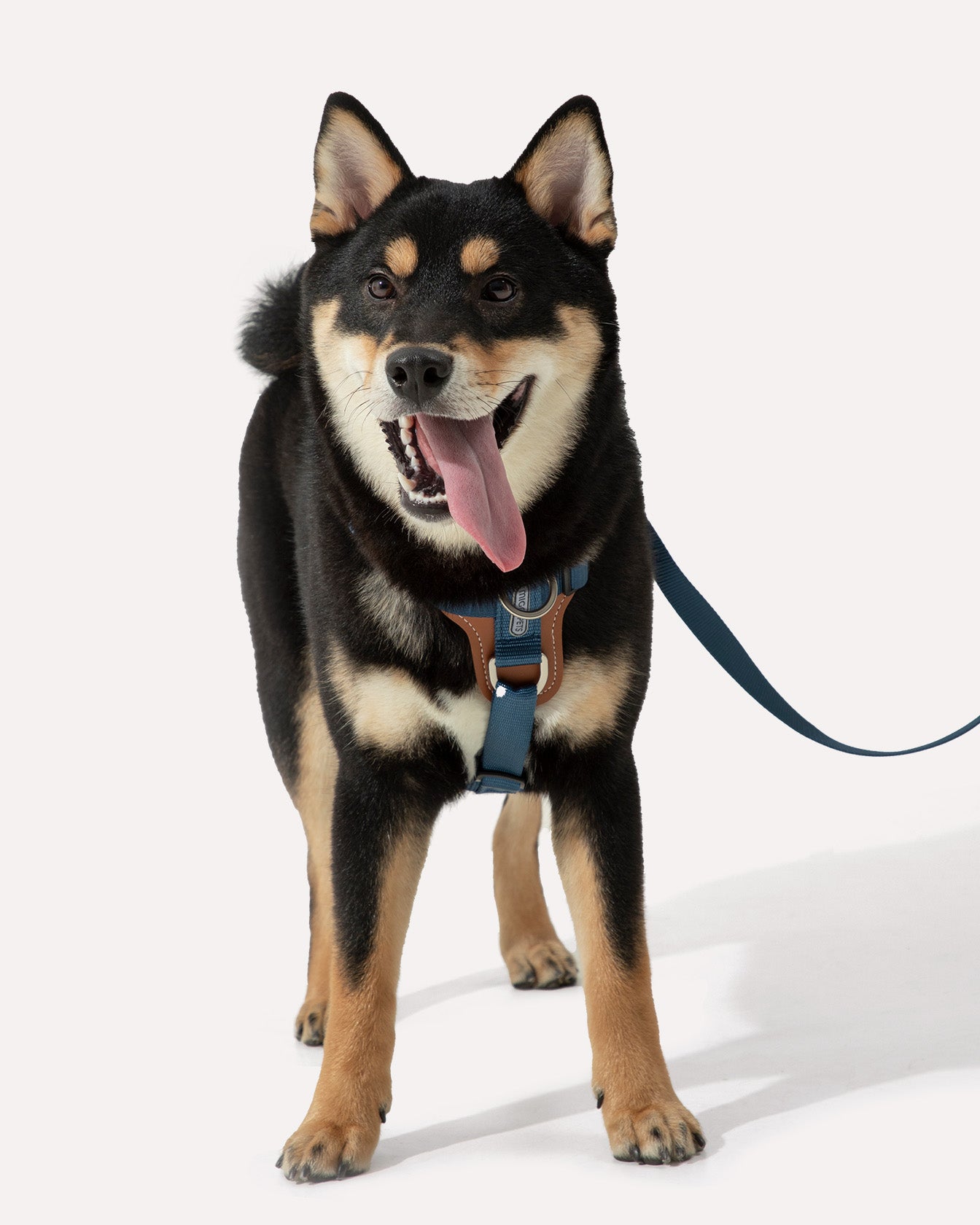 A dog wearing the navy blue step-in adjustable dog harness during a walk.