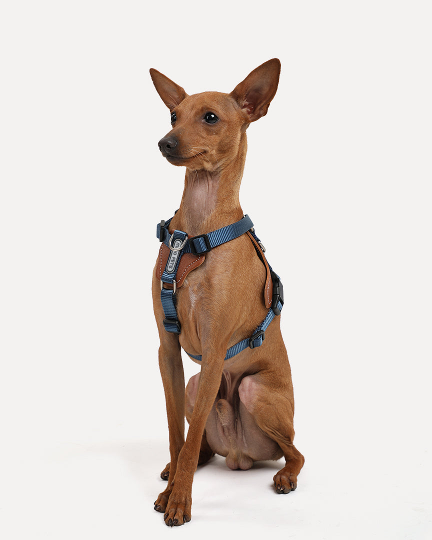 A dog wearing the navy-blue step-in adjustable dog harness, sitting on the ground.
