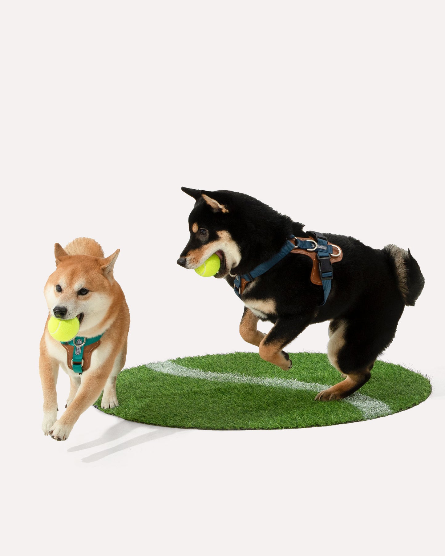 Two dogs in step-in adjustable dog harnesses chasing each other with balls.