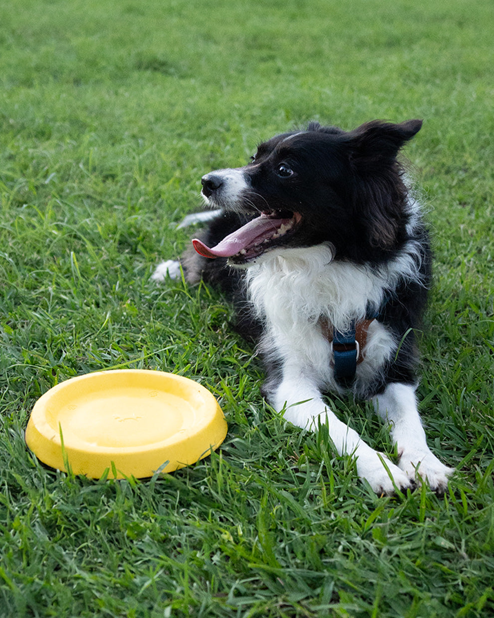 Soft Floating Dog Frisbee